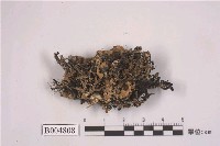 藏品(瘤綿腹衣)的圖片